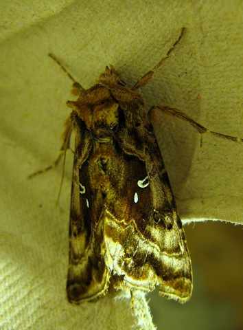 Beautiful Golden Y Devil's Dingle Moth Night 080711 017