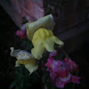 Snap dragon- yellow