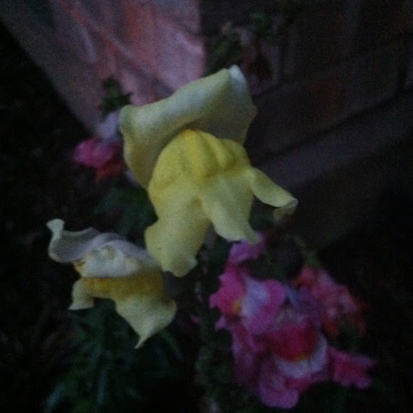Spotting Image 1