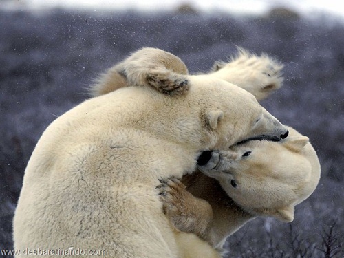 animais national geographic desbaratinando  (46)