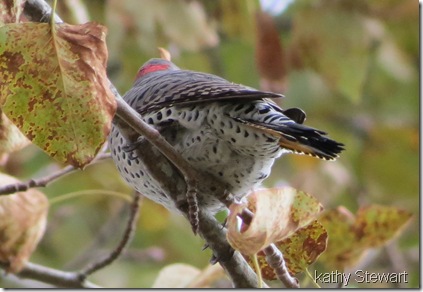 Butt end of a Yellow-shafted Flicker