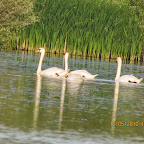 IMG_7910.JPG