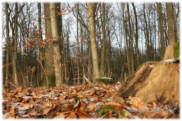 wald1