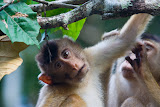 Monkey - Jungle, Borneo