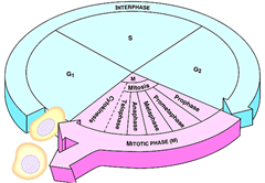 Cell Cycle