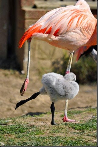 Chilean chick in ballet pose (re-sized)