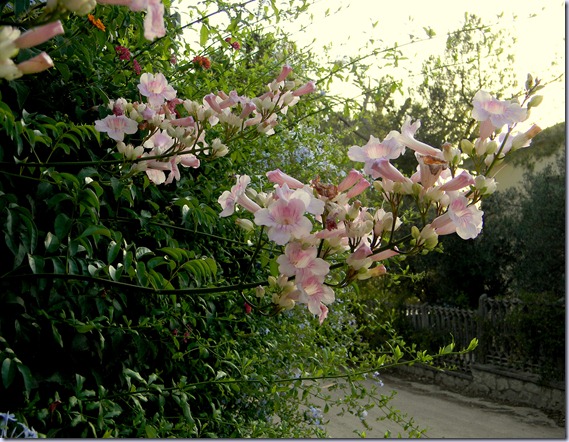 DSCN9433 DSCN9433