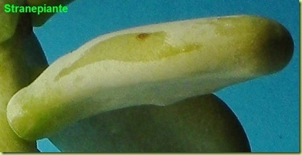 Pachyphytum oviferum foglia pruina