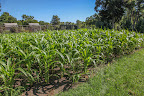 I don't know if ear worms like popcorn as much as sweet corn and since the ears have yet to form, I guess we'll just have to wait and see. I don't know if ear worms like popcorn as much as sweet corn and since the ears have yet to form, I guess we'll just have to wait and see.