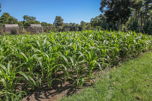 I don't know if ear worms like popcorn as much as sweet corn and since the ears have yet to form, I guess we'll just have to wait and see. I don't know if ear worms like popcorn as much as sweet corn and since the ears have yet to form, I guess we'll just have to wait and see.