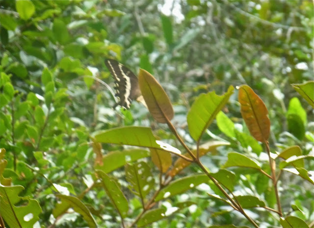 Papilio delalandei GODART, [1824], endémique. Saha Forest Camp, Anjozorobe (Madagascar). 2 janvier 2014. Photo : J. Marquet