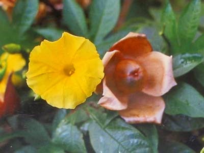 [Hawaiian%2520Woodrose%255B3%255D.jpg]