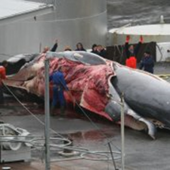 Icelandic whalers flense a fin whale. Whale poachers in Iceland have a self-assigned quota of 184 endangered fin whales for 2013. Photo: WDC