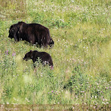 Ursa marrom e 2 filhotes - Estrada para Watson Lake, Yukon, Canadá