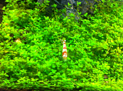 http://www.naturalaquascaping.com