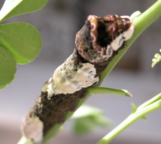 [Giant%2520Swallowtail%2520Larvae%25203%255B4%255D.jpg]