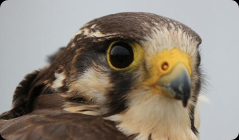 ojos animales