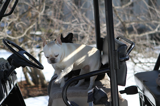 You stay put, Franny.  Don't exert yourself.  I'll go rouse up those critters.