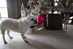 Hanging our Special Ornaments