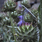 DSC_6983.jpg