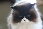 So there, Vivaldi!  Our CSI has worked in our favor!  Don't accuse us, Frenchies, for your sneezing and wheezing.