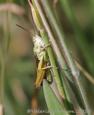 [34-grasshopper%255B2%255D.jpg]