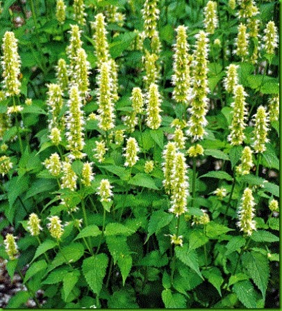 Agastache alba Agastache alba