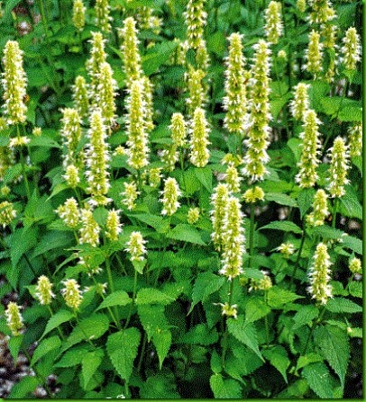 Agastache alba