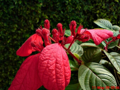 Ashanti Blood or Nusa Indah (Mussaenda erythrophylla) flower_4