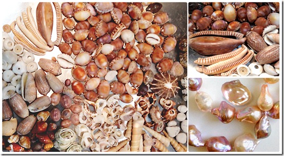 shells
