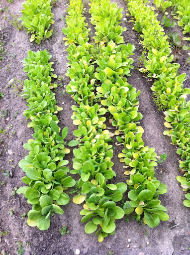 Little lettuces Little lettuces