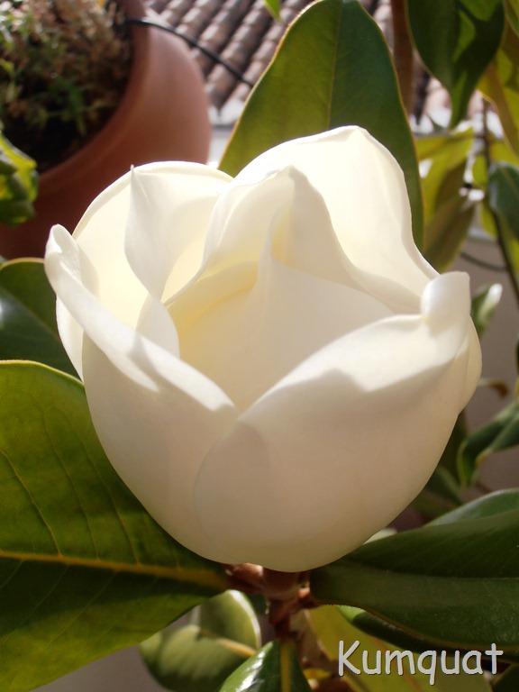 [magnolio%25201%255B9%255D.jpg]