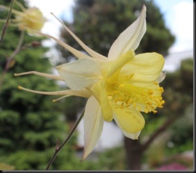 Aquilegia chrysanta 'Yellow Queen'2 - web