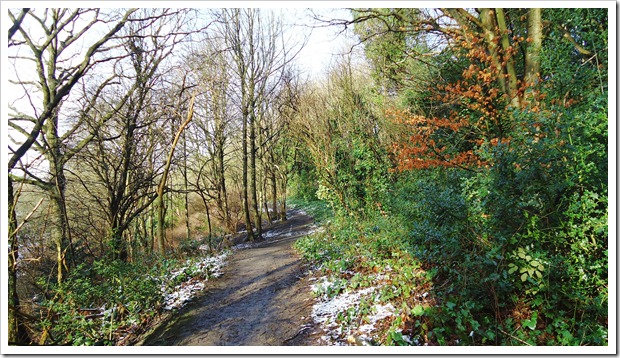 Muddy path through the trees