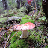 Cogumelo - Trilha no Chilkat State PArk - Haines, Alaska, EUA