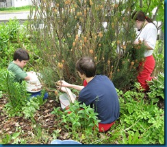 hand picking bugs