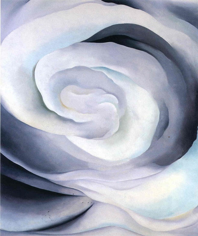 abstraction white rose-o'keefe