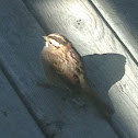 White-Throated Sparrow