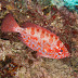 Glasseye Snapper - Photo (c) DavidR.808, some rights reserved (CC BY-NC-SA)