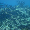  Scuba Dive Buck Island Reef