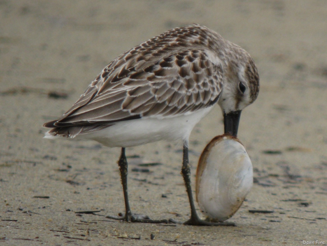 [sandpiper%2520with%2520clam%2520stuck_012.jpg]
