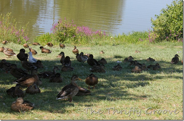 IMG_4014 IMG_4014