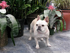 Franny, don't you think these bromeliad flowers look great with my coloration?