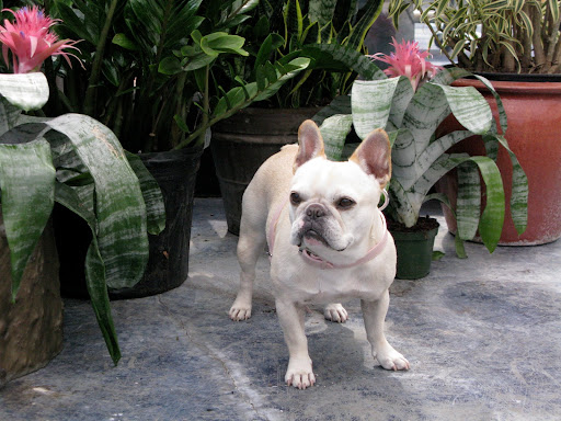 Franny, don't you think these bromeliad flowers look great with my coloration?