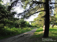 Cmentarz przy ul. Samotnej w Poznaniu