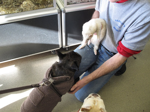 What have we here?  Why it's a white ferret!  Like all of Marc's animals, it was very friendly.  However, we are hunters, first and foremost!
