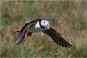 Puffin in Flight with Sand Eels. Stephen Bell