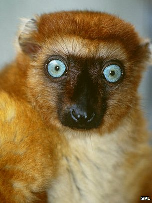 The blue-eyed black lemur is thought to be the only primate with blue eyes - except humans. A new survey shows lemurs are far more threatened than previously thought. SPL