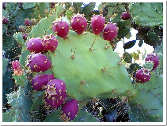 800px-Prickly_pear_cactus_beed