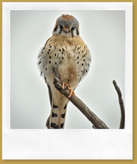 - Kestrel -Male_ROT6032 February 17, 2012 NIKON D3S